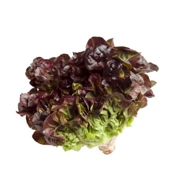 Lettuce Oak Leaves Holland Pack 250 G